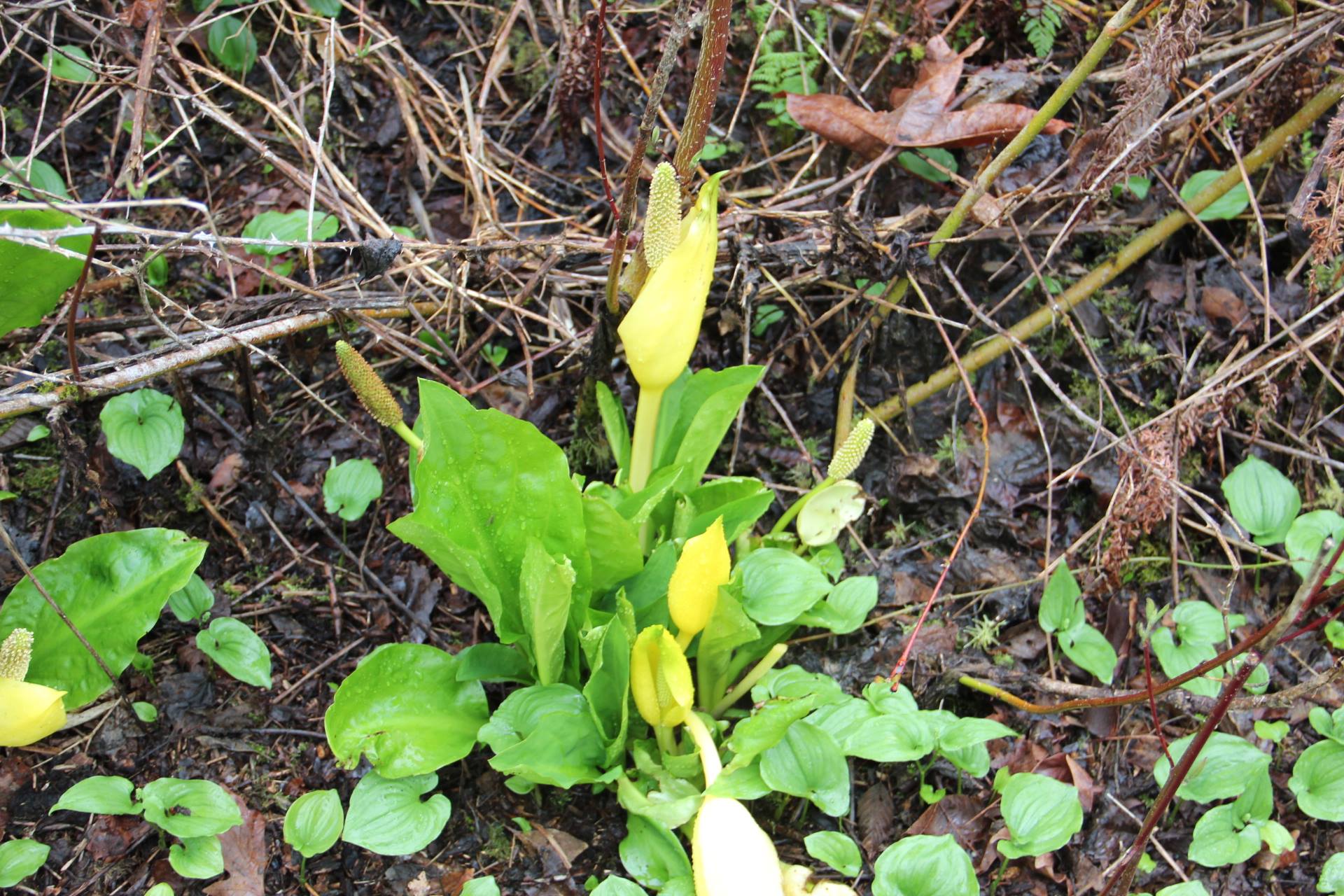 Ethnobotany Hike