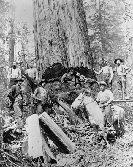 A crew from the Siler Logging Co. in Redmond cut a large cedar tree. The loggers on the upper left and right are standing on spring boards. (OR/L 79.79.044)