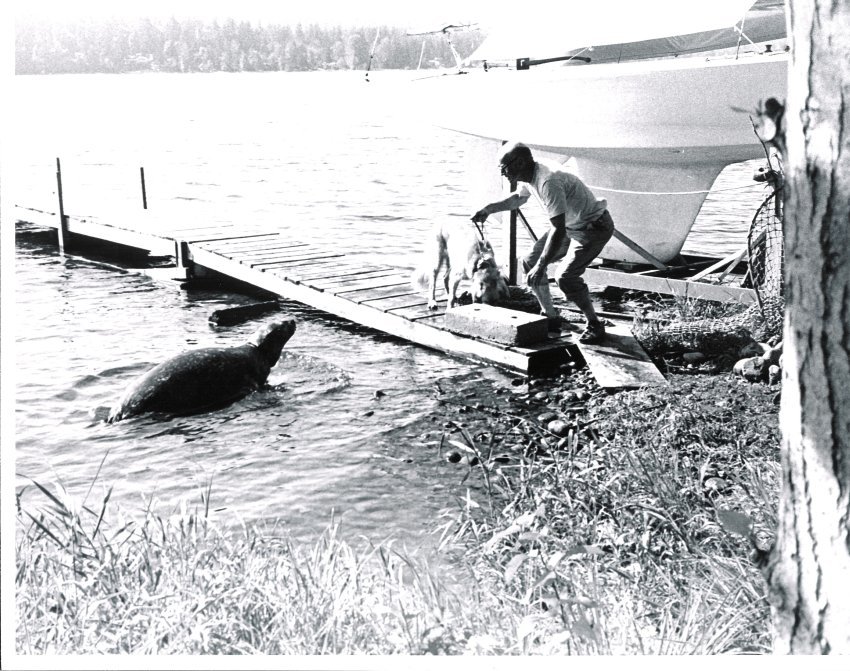 The Lake Sammamish Harbor Seal