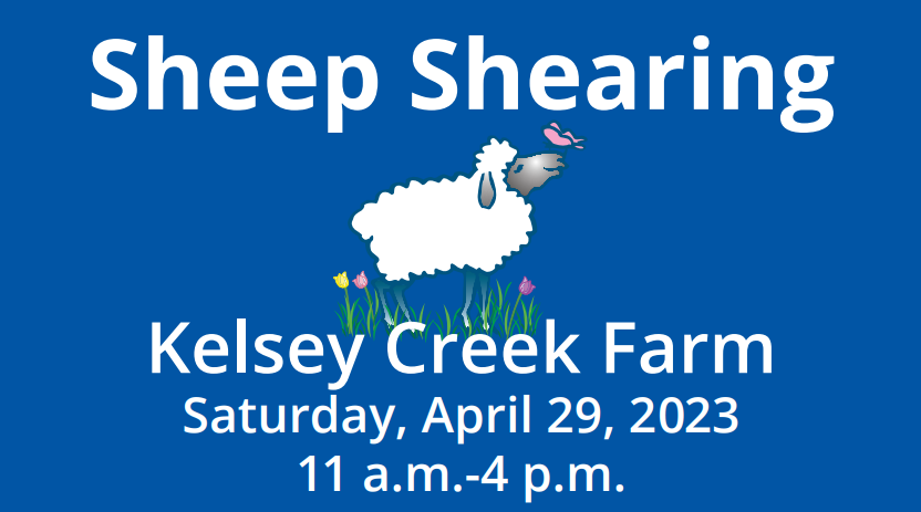 Sheep Shearing at Kelsey Creek Farm 