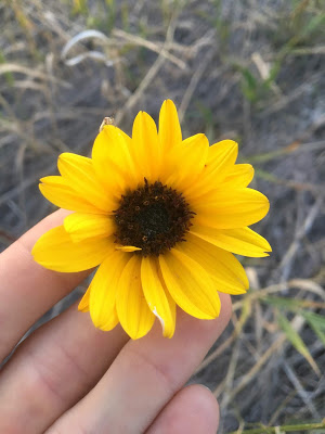 Wild sunflowers - such a gift on the trail:)