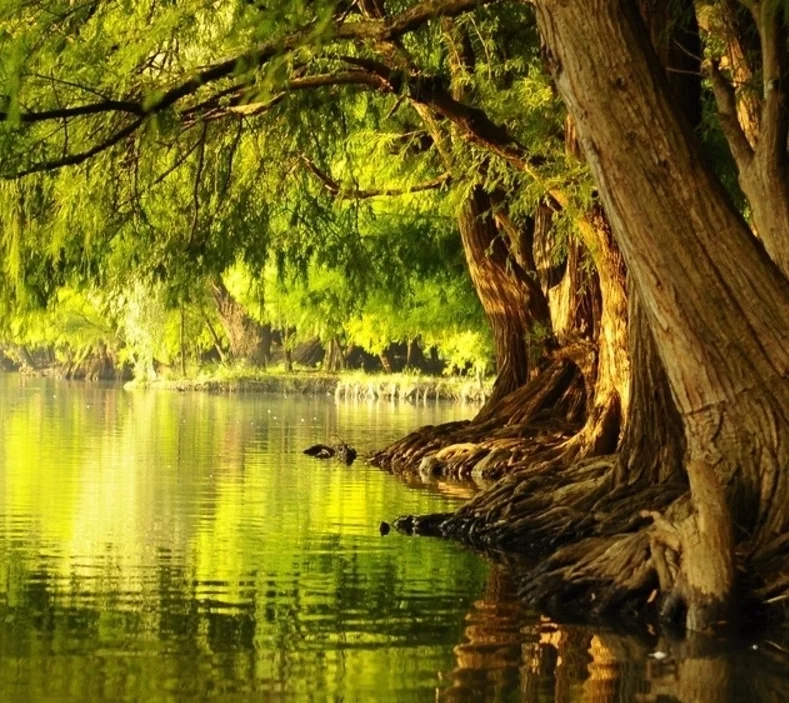 treebywater.jpg