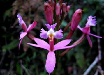 orchid-cloud-forest-winay-wayna.JPG