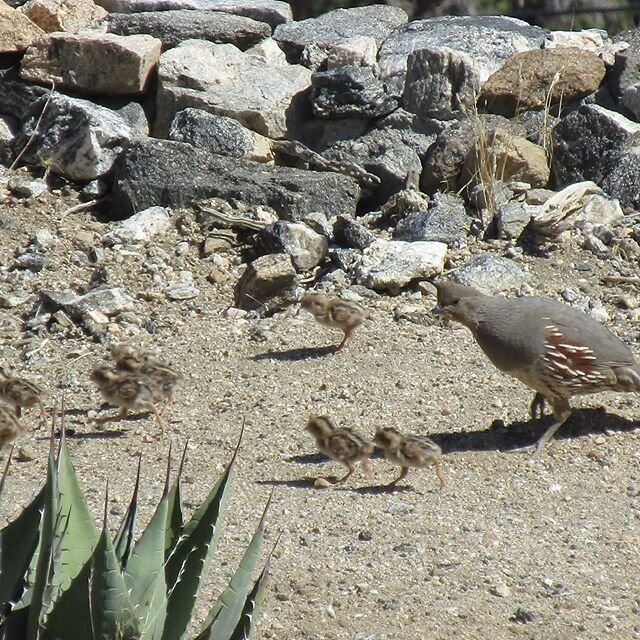 Quail babies are the best! We love the wildlife in Desert Christ Park.