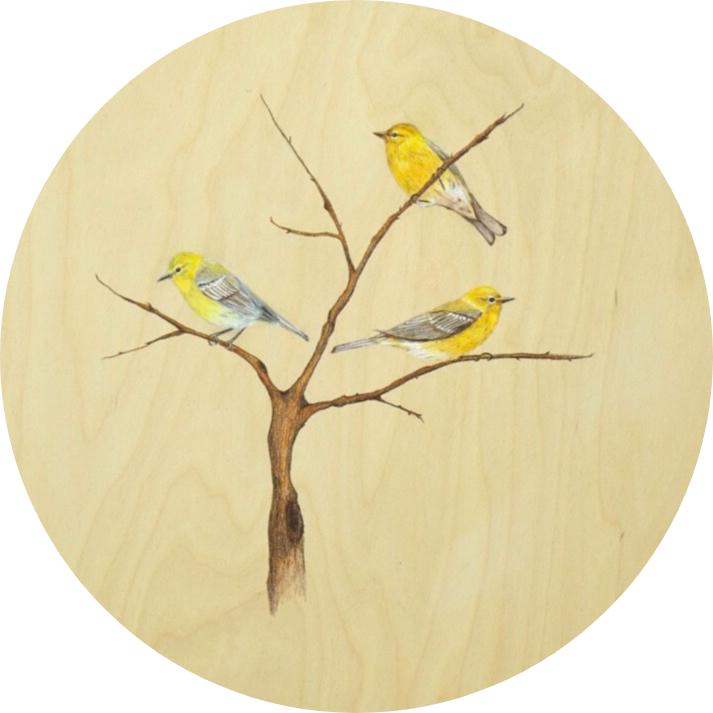 Three Pine Warbler