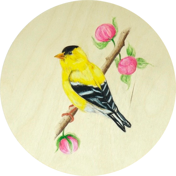 Gold Finch