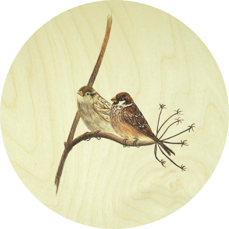 Sparrows