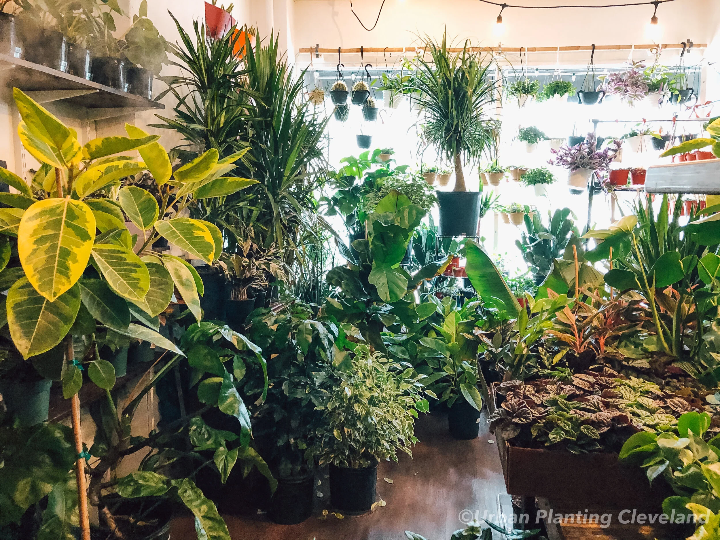 Plastic saucer — Urban Planting Cleveland