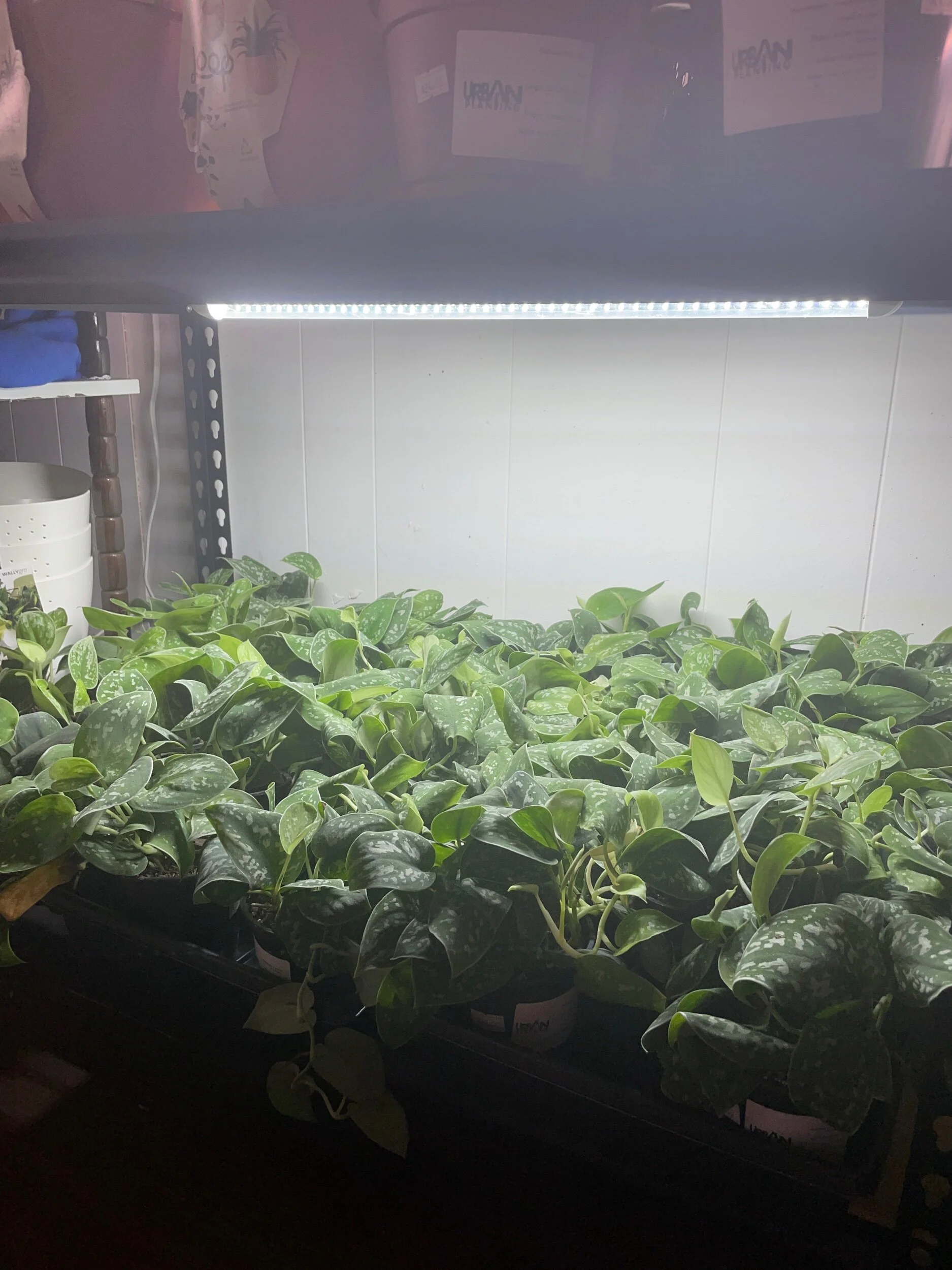 F0F9778A-3C45-4A5A-B579-88EE7ED2D211