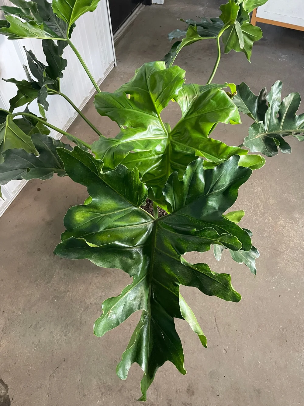 Philodendron Revolution Urban Planting Cleveland
