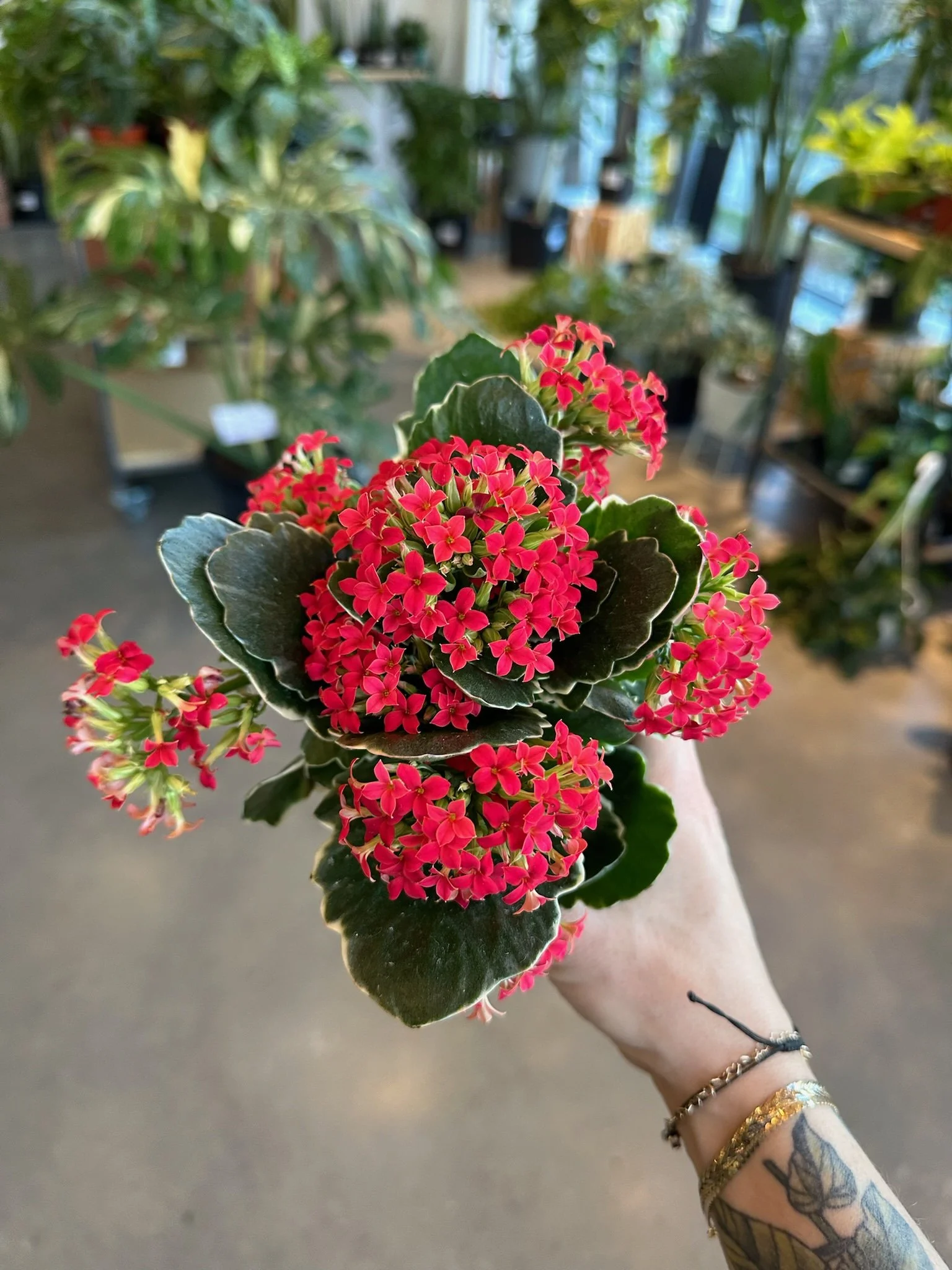 Shop Plants — Urban Planting Cleveland