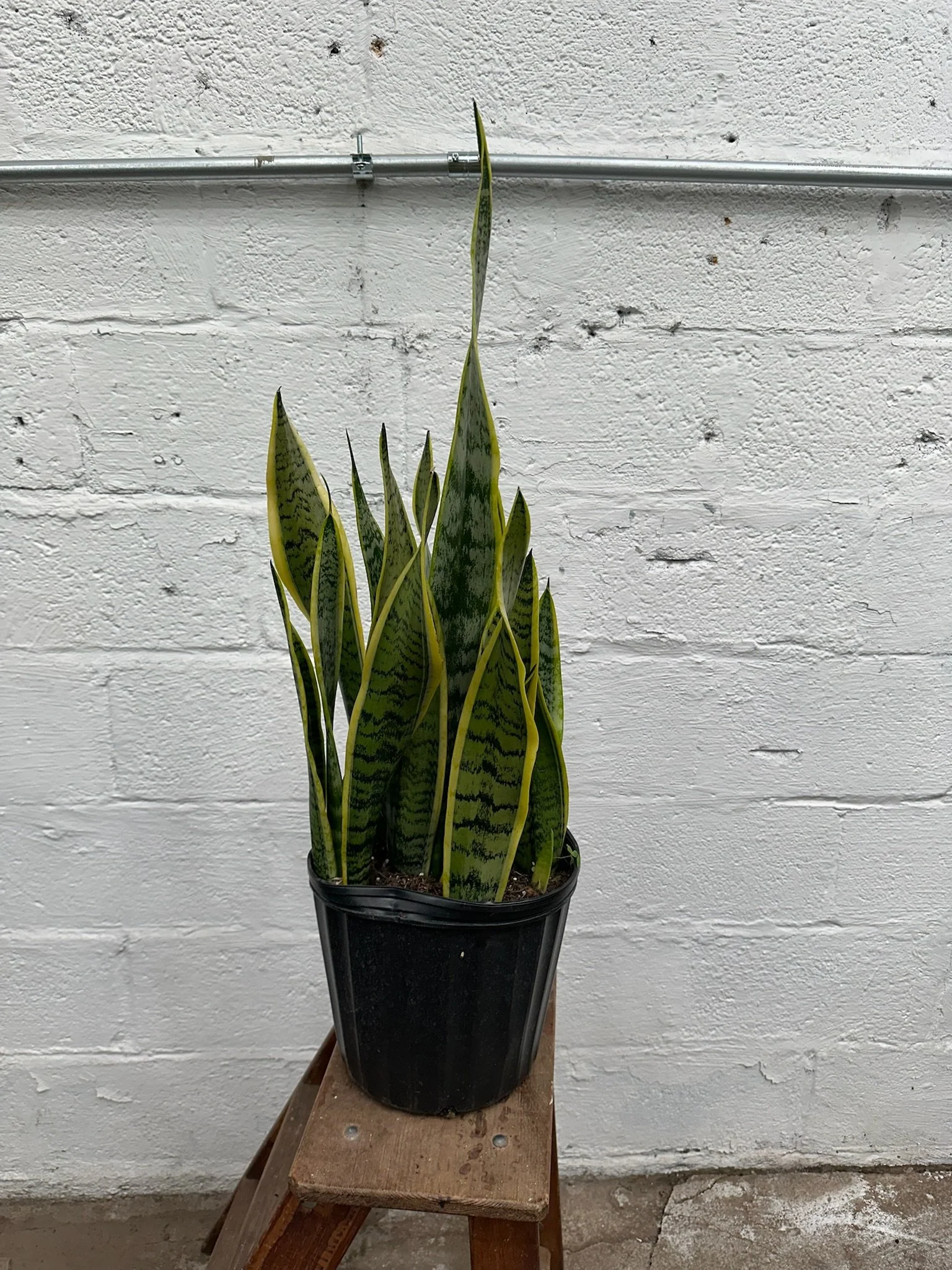 Sansevieria ‘Laurentii’ 10” pot