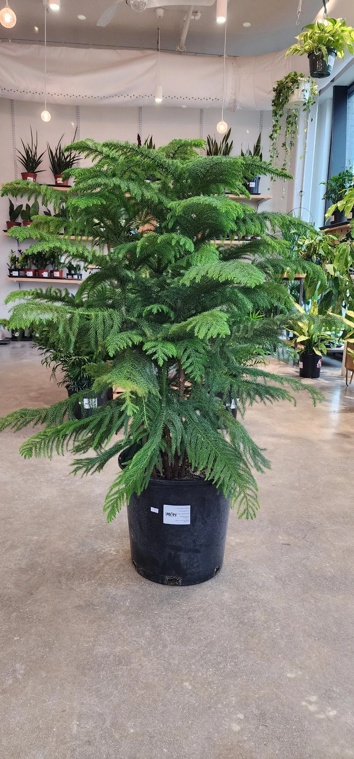 Norfolk Pine 10” pot