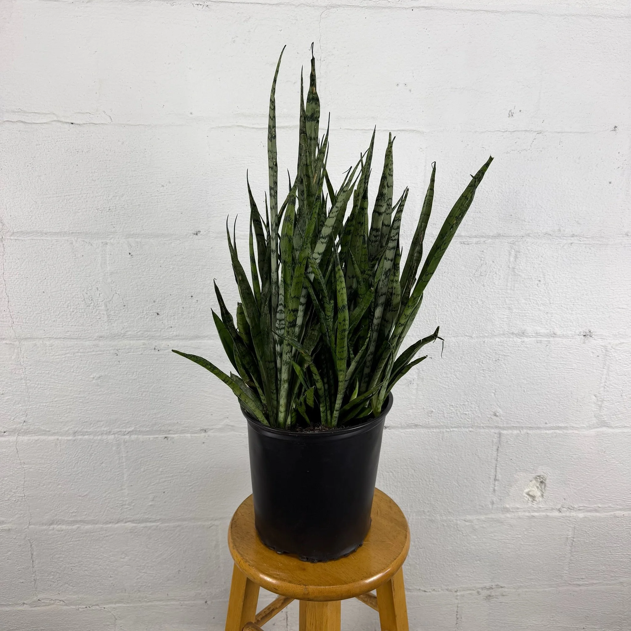 Sansevieria 'Silver Streak' 10” pot