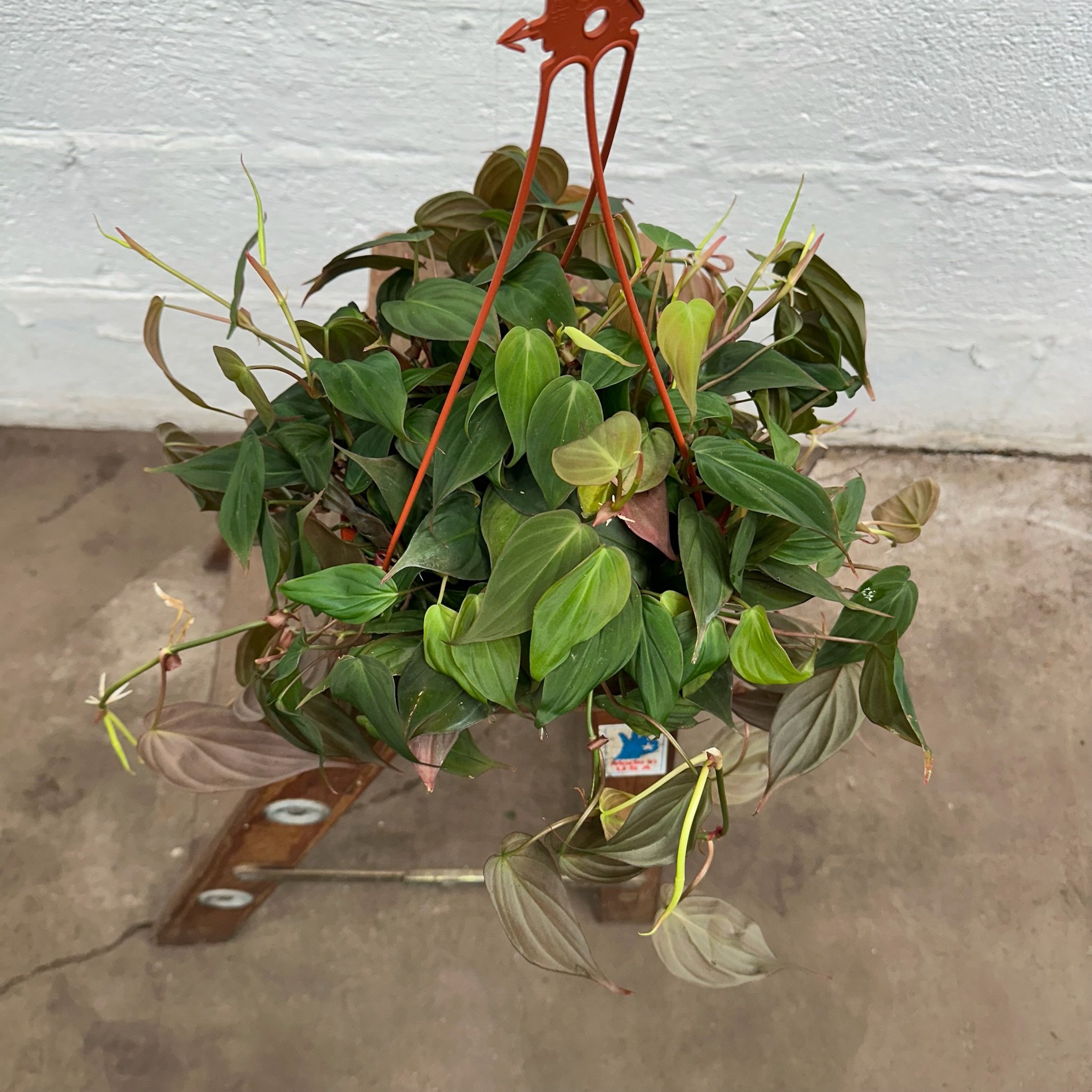Philodendron 'Micans' 8" hanging basket