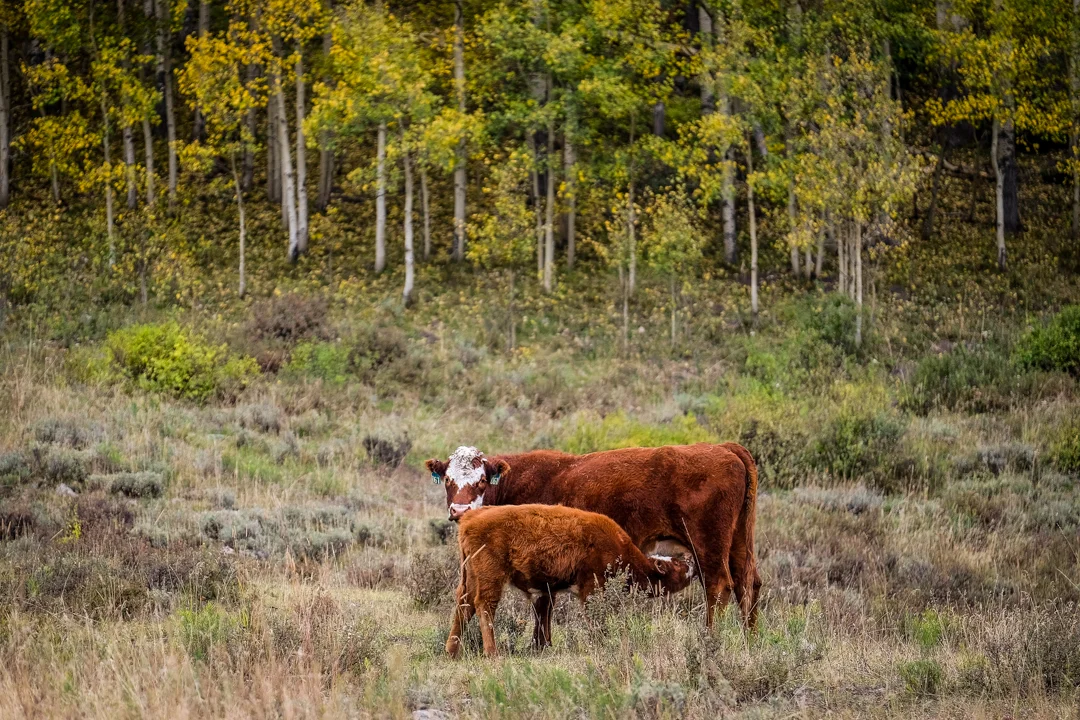 COLORADO_SOJOURN_022.jpg