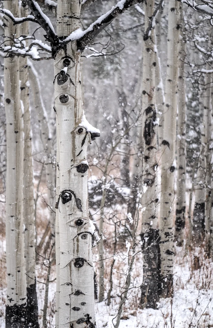 COLORADO_SOJOURN_170.jpg