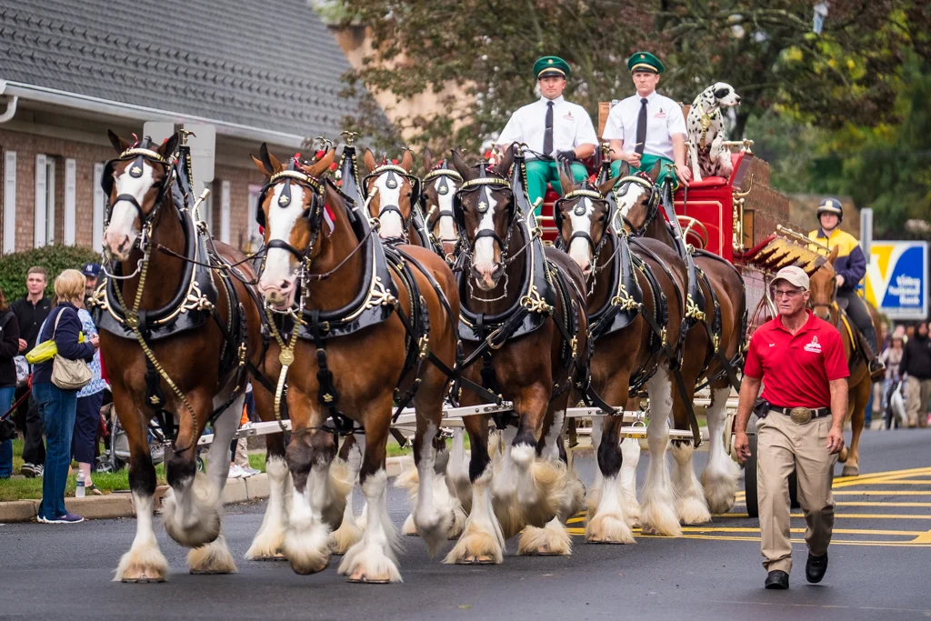Hillsdale, NJ - Oct. 13, 2016: Budweiser Clydesdales make beer deliveries at several local watering holes.