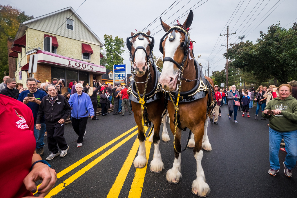  Hillsdale, NJ - Oct. 13, 2016: Budweiser Clydesdales make beer deliveries at several local watering holes, including Lou’s Tavern. 