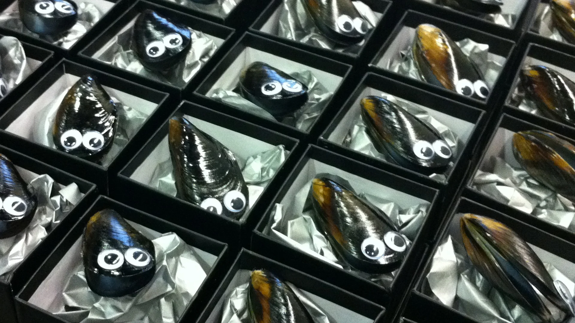 MS_Australian Mussel Industry Association_Assets.jpg