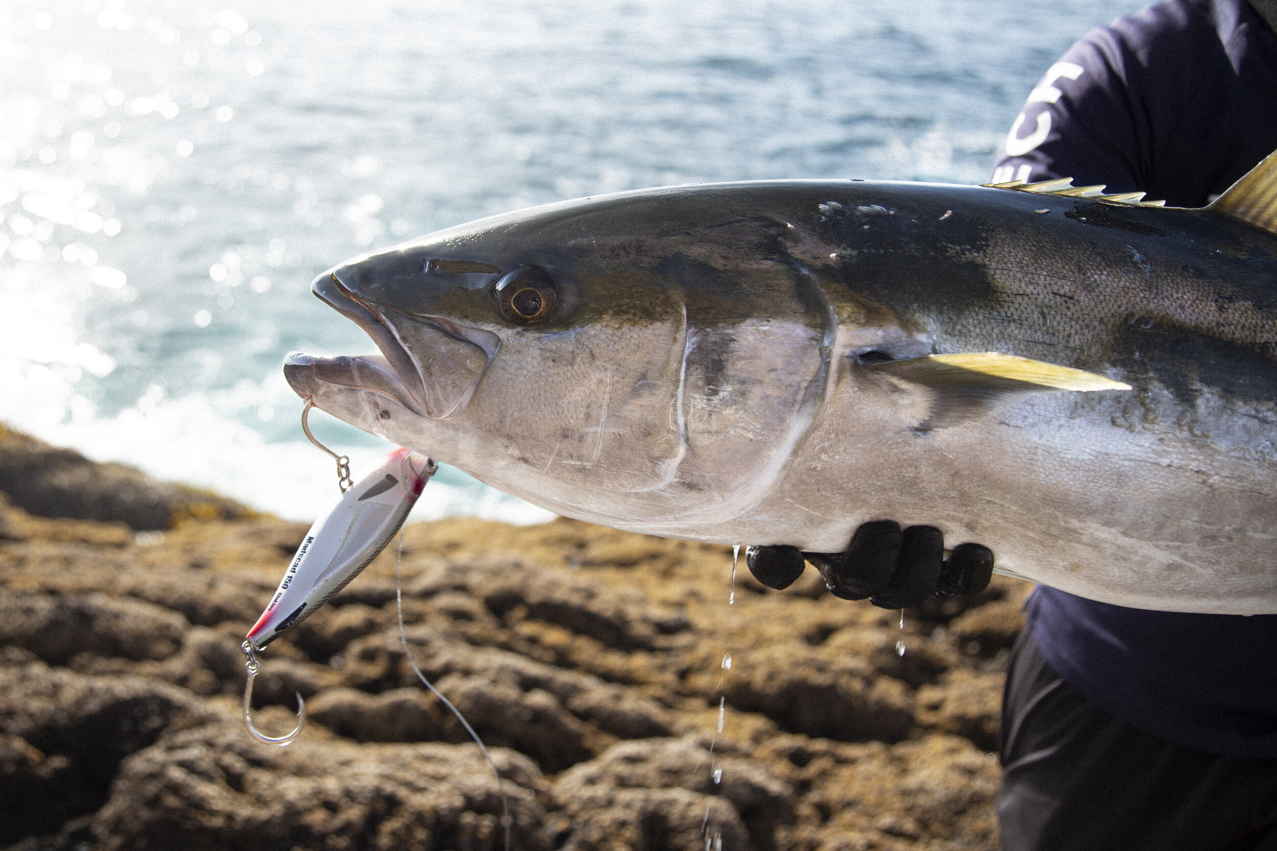 How to Land-based Fish in New Zealand Harbours — Nomad Design New