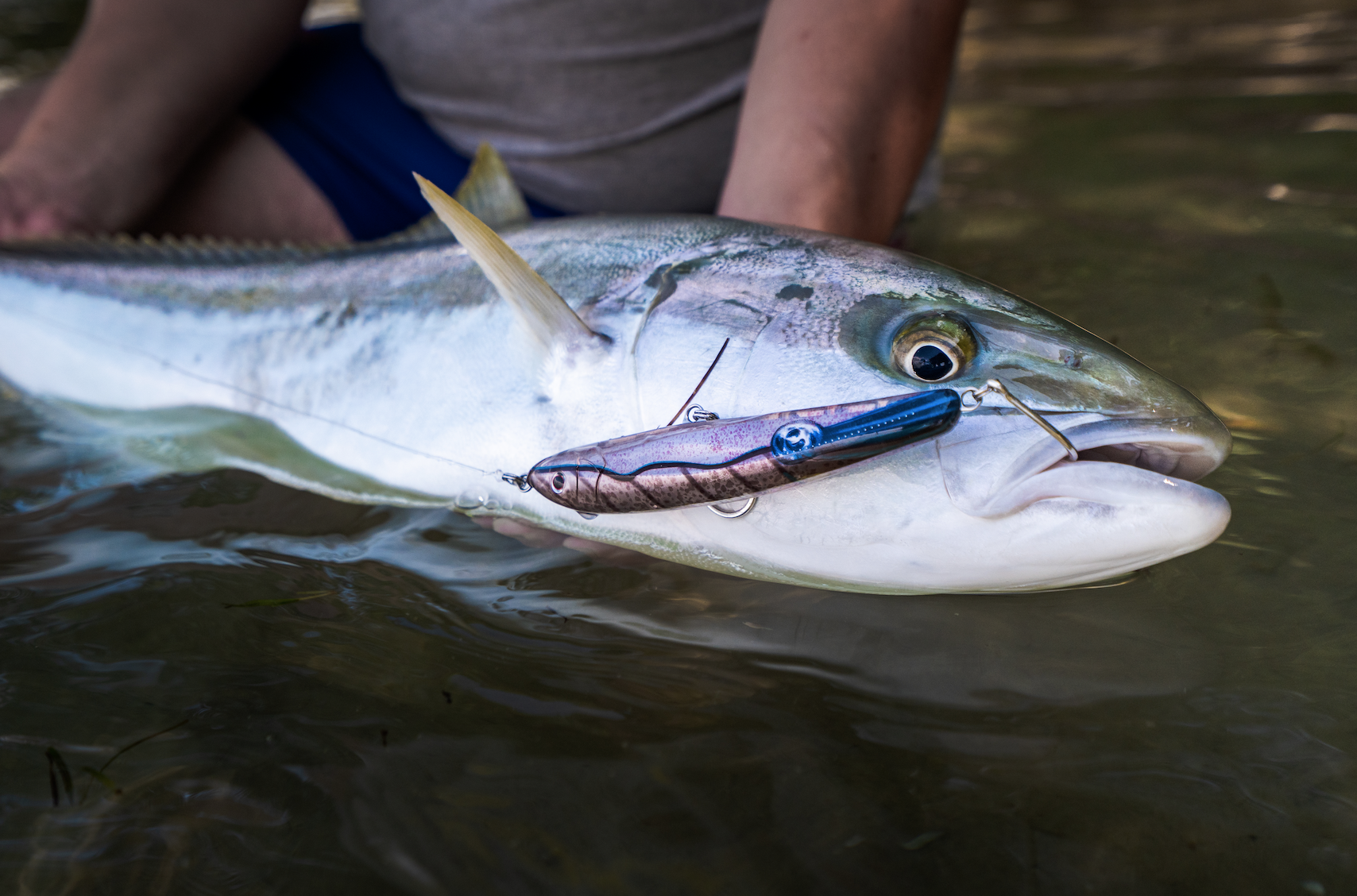 The Riptide 155mm is perfectly sized for the small-medium sized kingfish that are commonly found in the harbour.