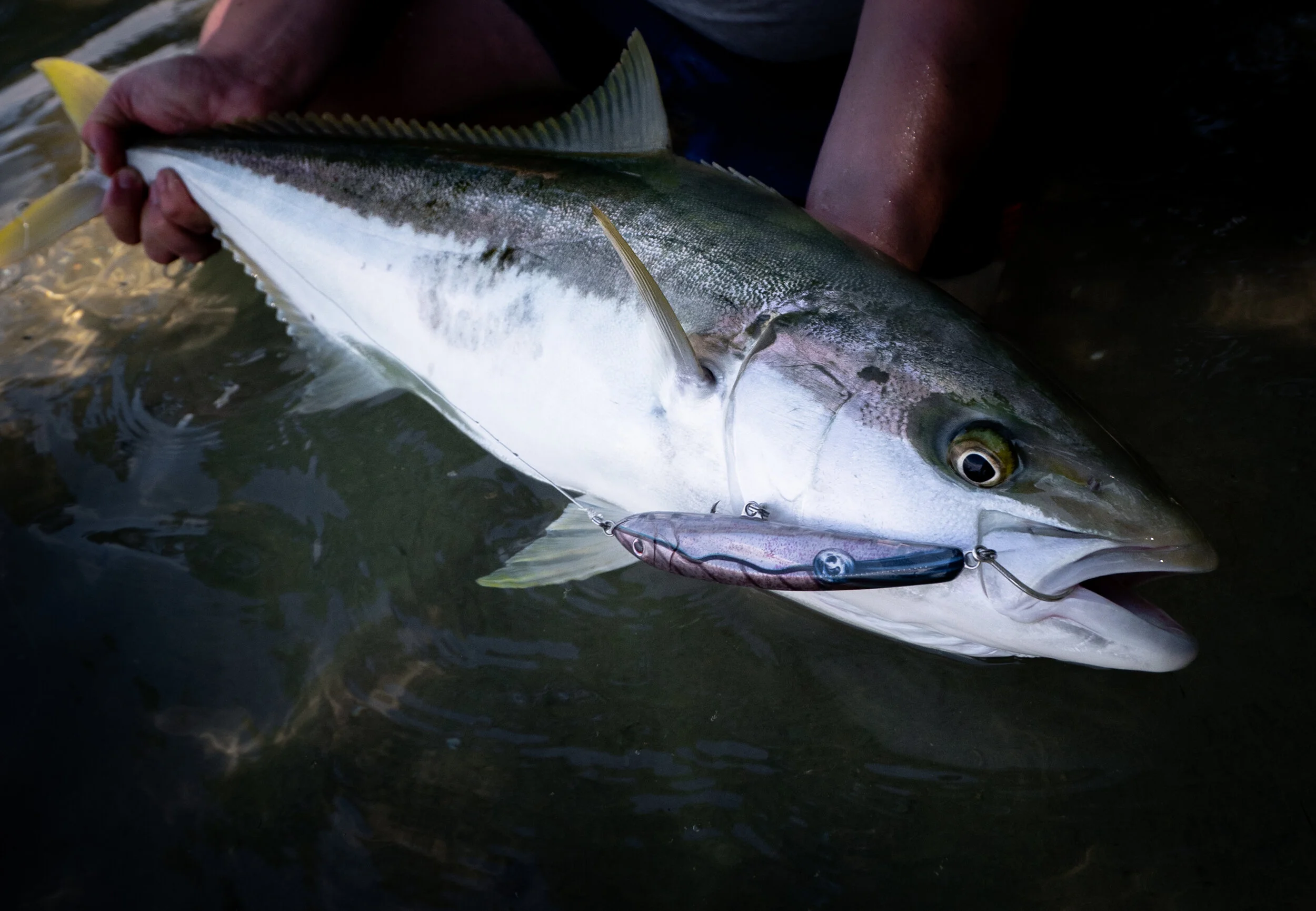 Squid is a common food source for kingfish around shallow waters and reefs. Lure fishing is a game of imitation, so it can be a good idea to start with colours that resemble your targets natural prey.