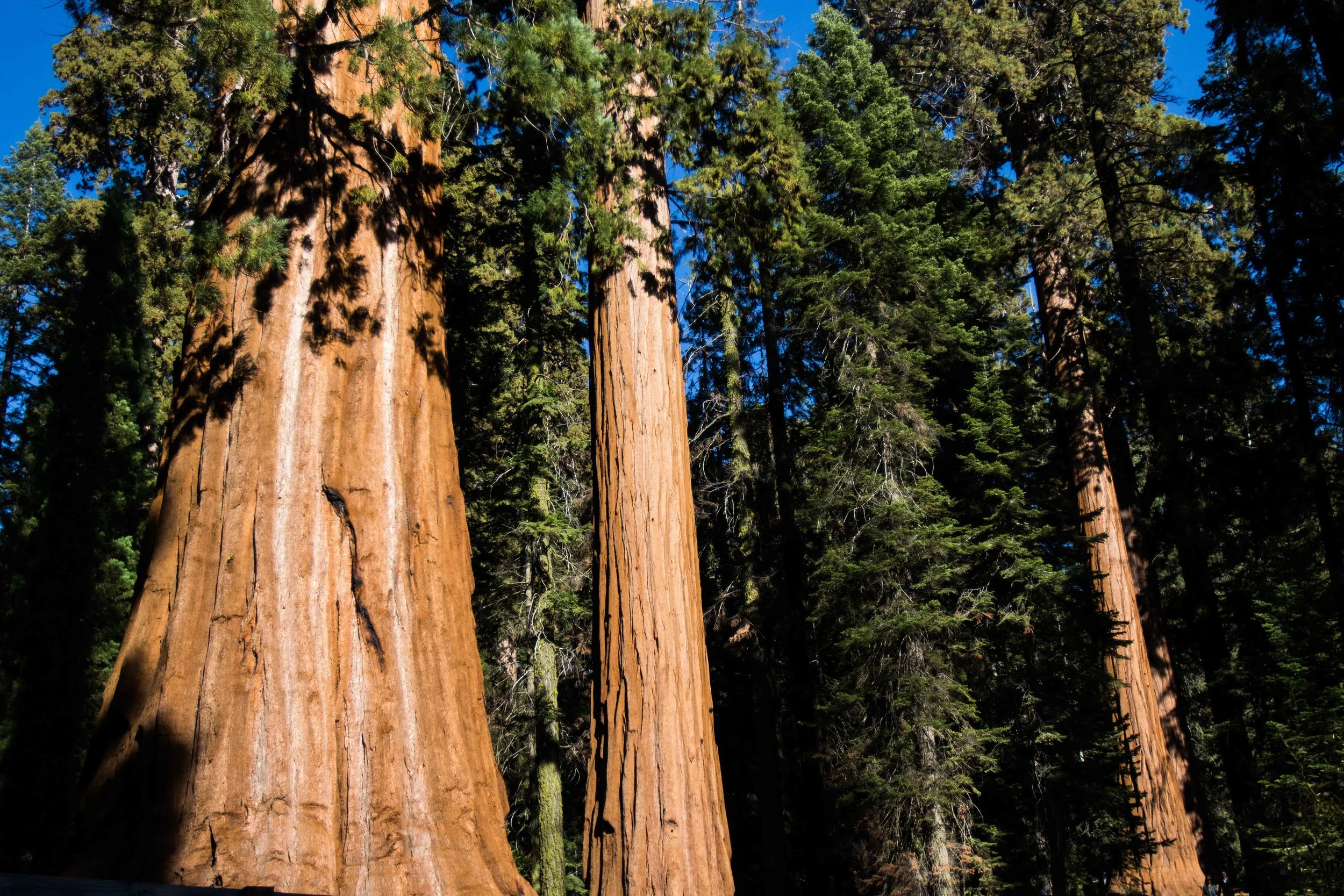 Sequoia National Park