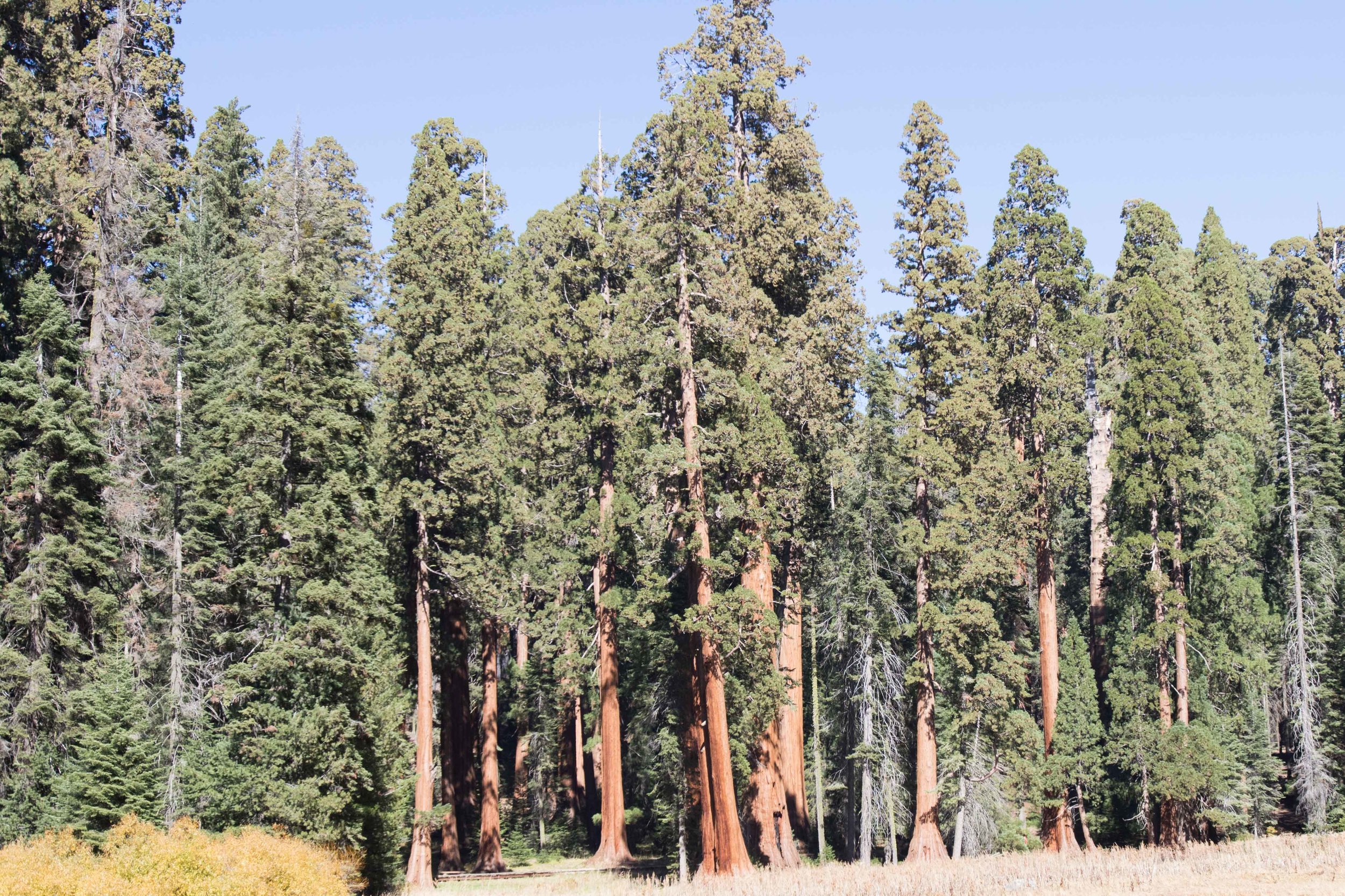 2018_Sequioa_Kings_a-162.jpg