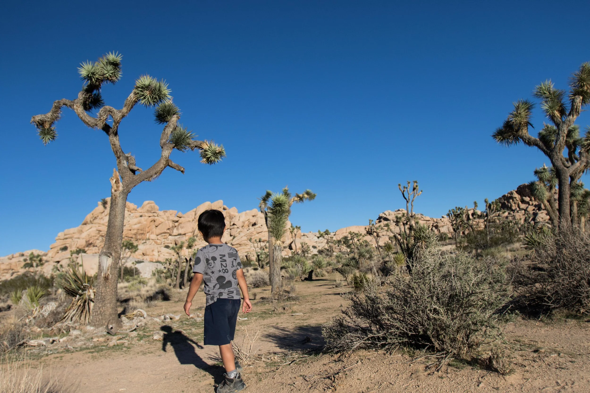 Joshua Tree National Park