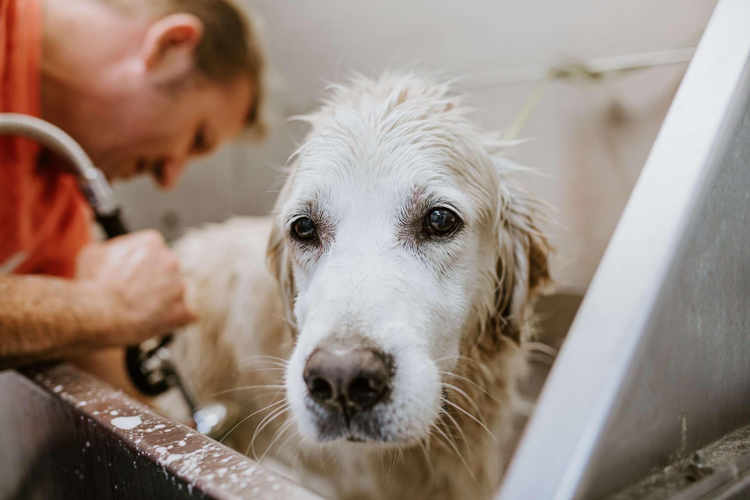 woof dog spa