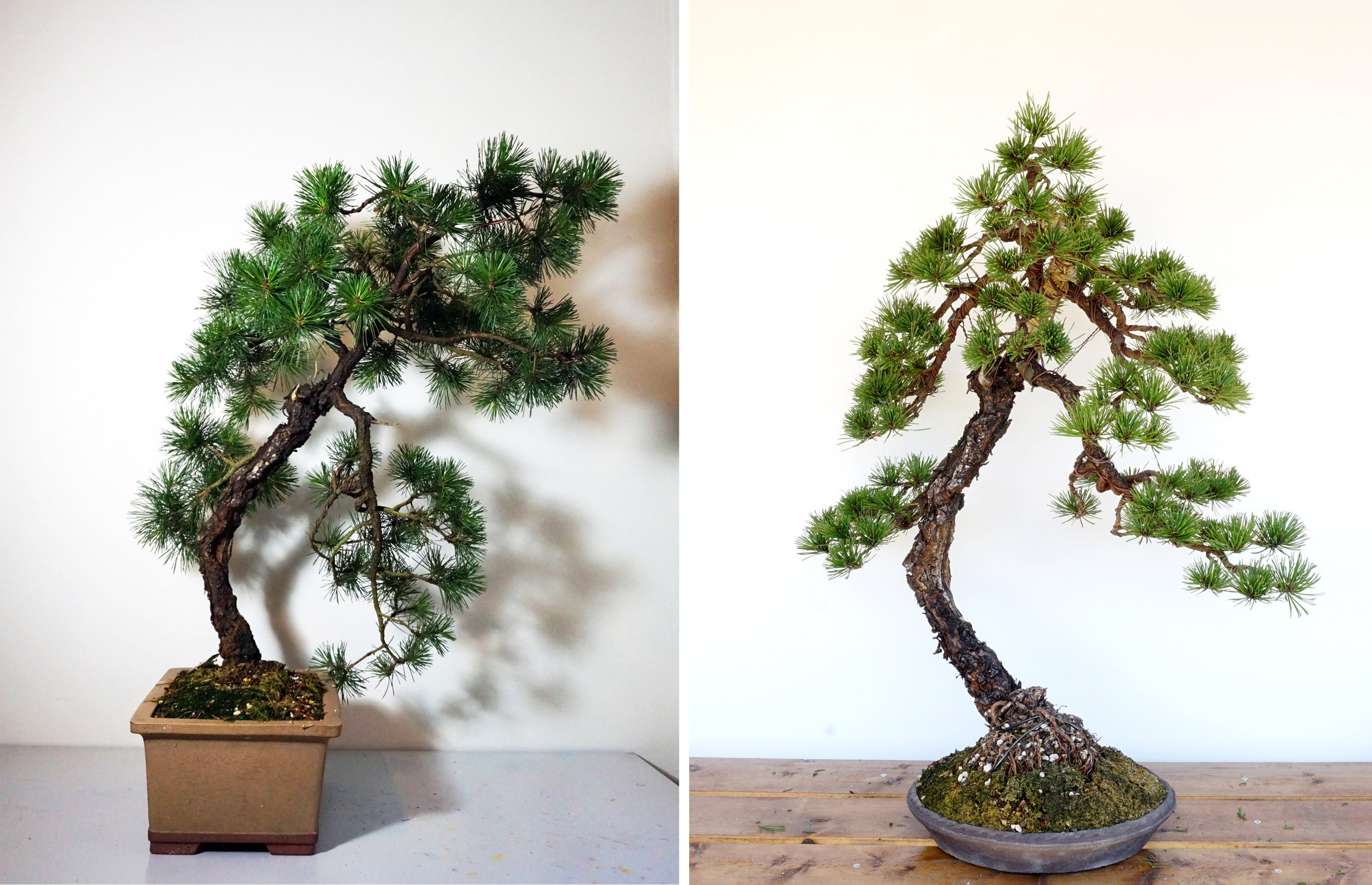 Shore Pine 1 Before and After.jpg