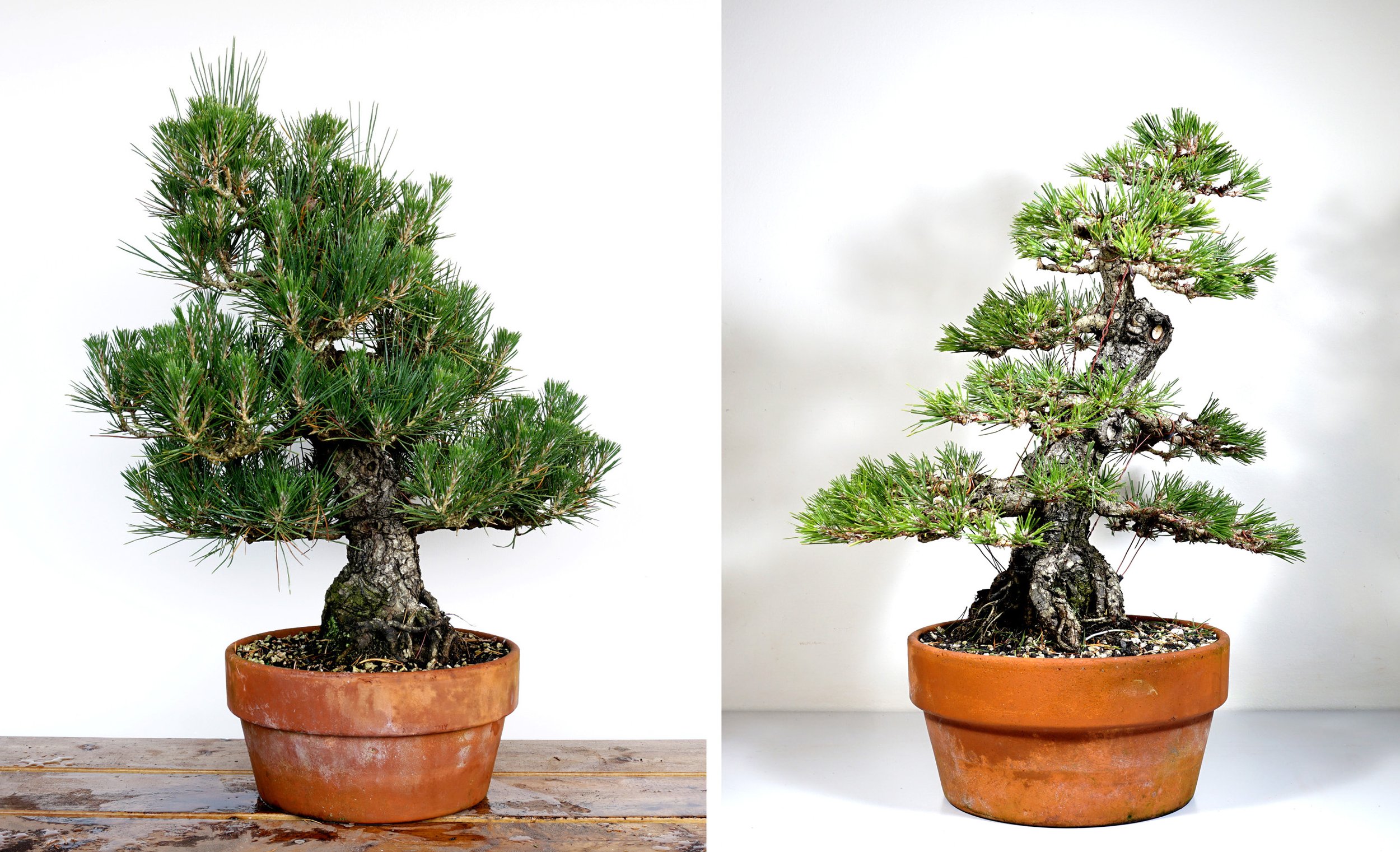 Black Pine 4 Before and After.jpg