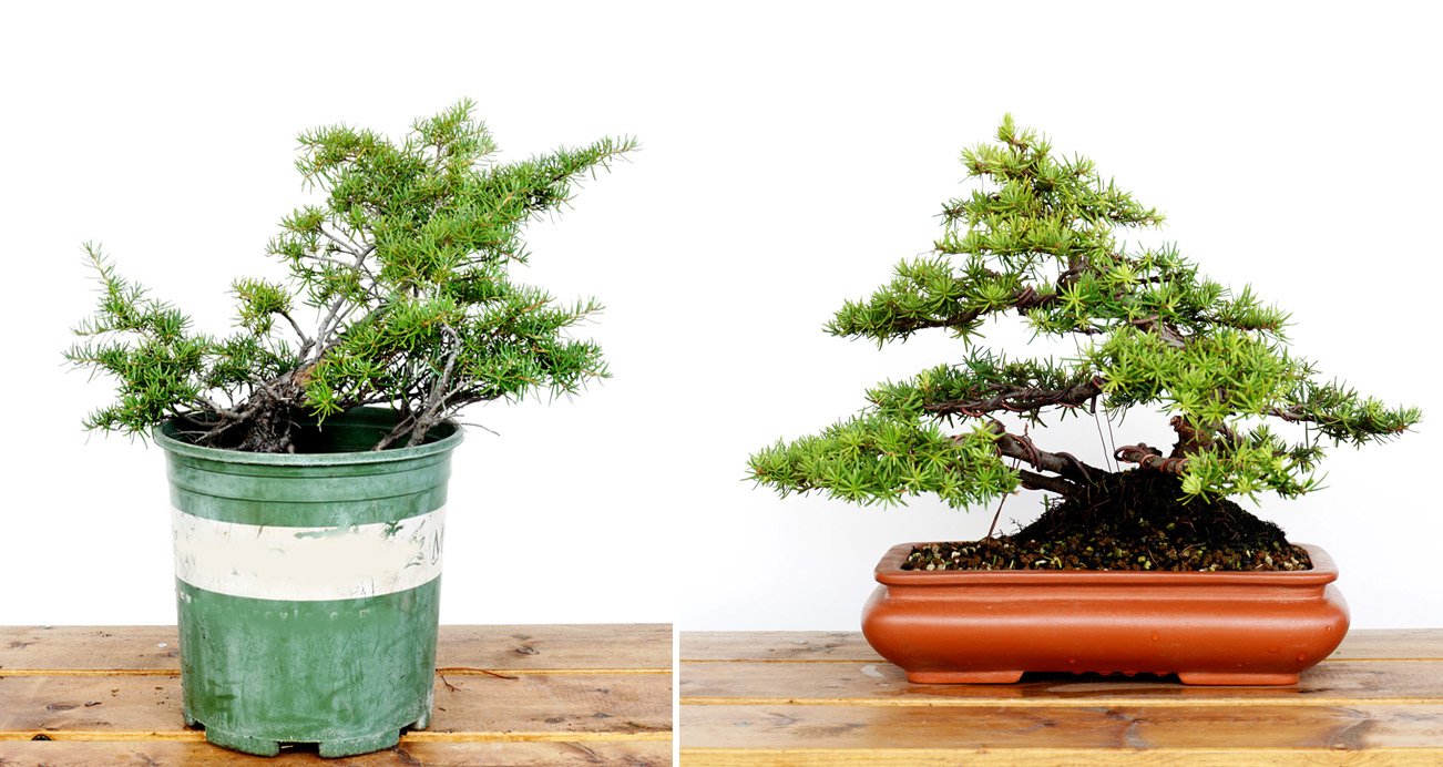 Beforeafter14_hemlock4.jpg