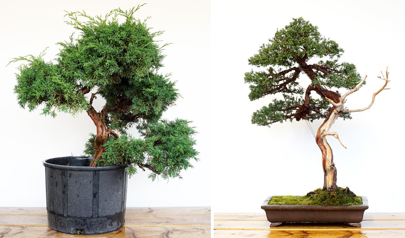 Beforeafter7_shimpaku6 in new pot.jpg