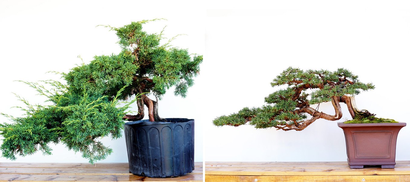 Beforeafter9_shimpaku18 in bonsai pot.jpg