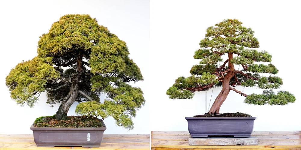 judasbaum bonsai anzucht Bonsai Judas Tree Seeds | 10 Seeds