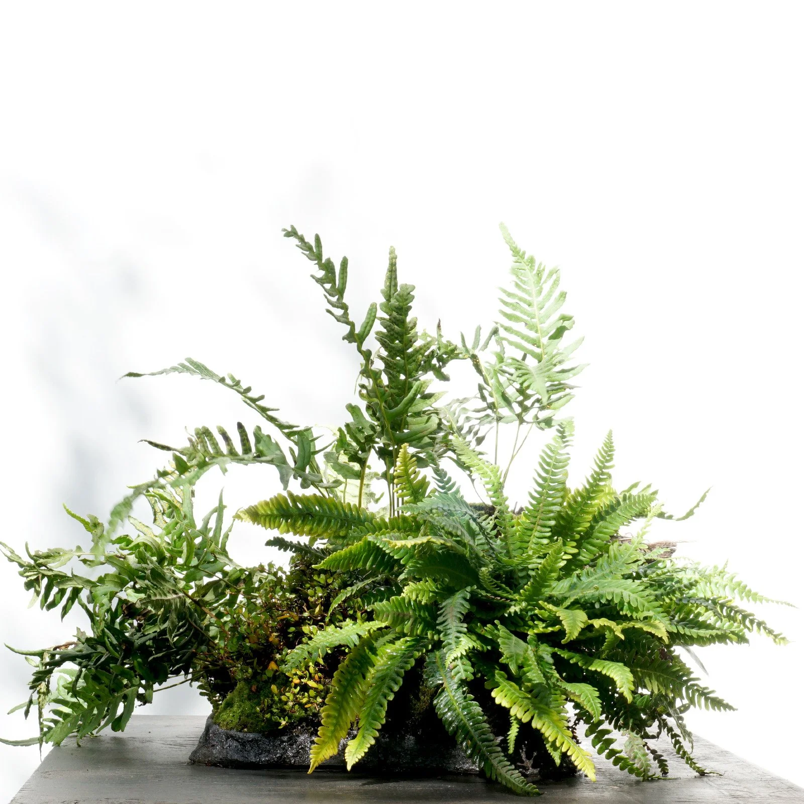 Green Fern and Moss Kusamono Centrepiece