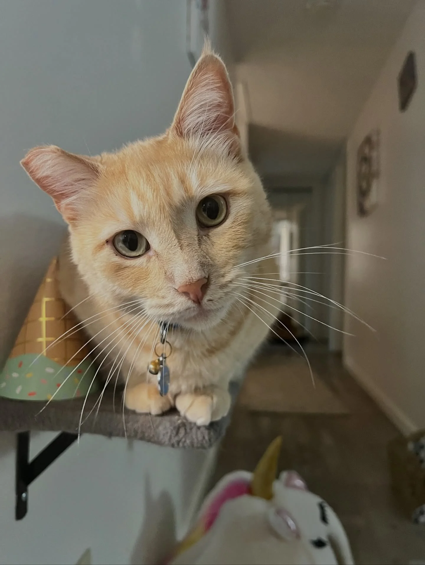 Happy 1st gotcha day to George (and probably 3 rd birthday in reality). From an outdoor kitty chasing squirrels and living behind the dumpster - to becoming best friends with Sasha and coming up three flights of stairs to our apartment a few times be