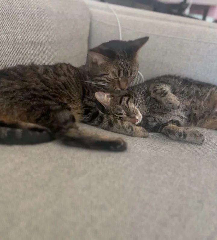 Apparently all my babies are winter babies. Happy 2nd  gotcha/birthday to my sweetest duo- my tiny tigers and cuddle bugs. They didn&rsquo;t cooperate for a birthday picture but we tried