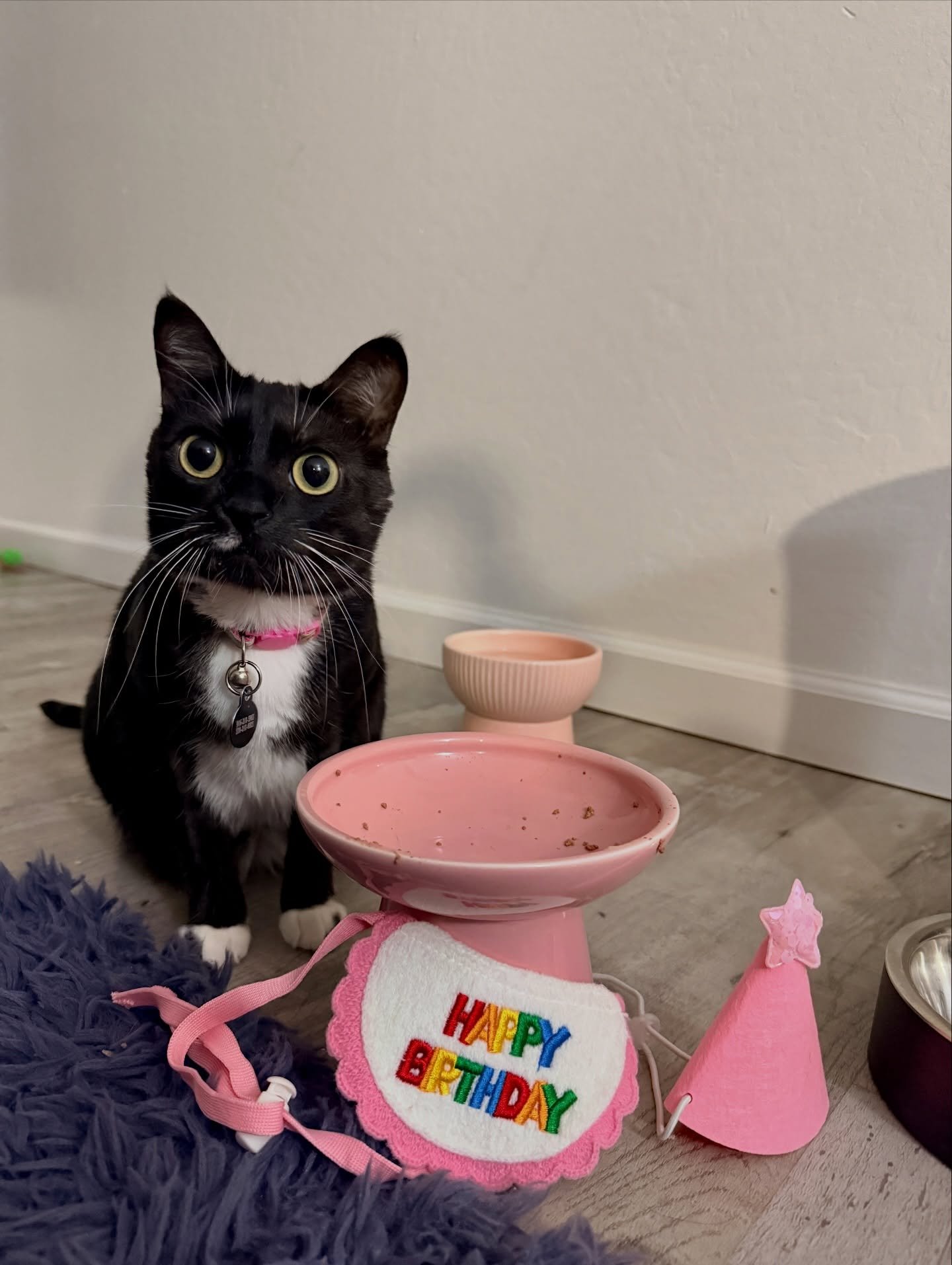 Happy 3 rd birthday to my beautiful Rainbow. Loving you is easy and adopting you was the best decision I have ever made 🌈🌈🌈