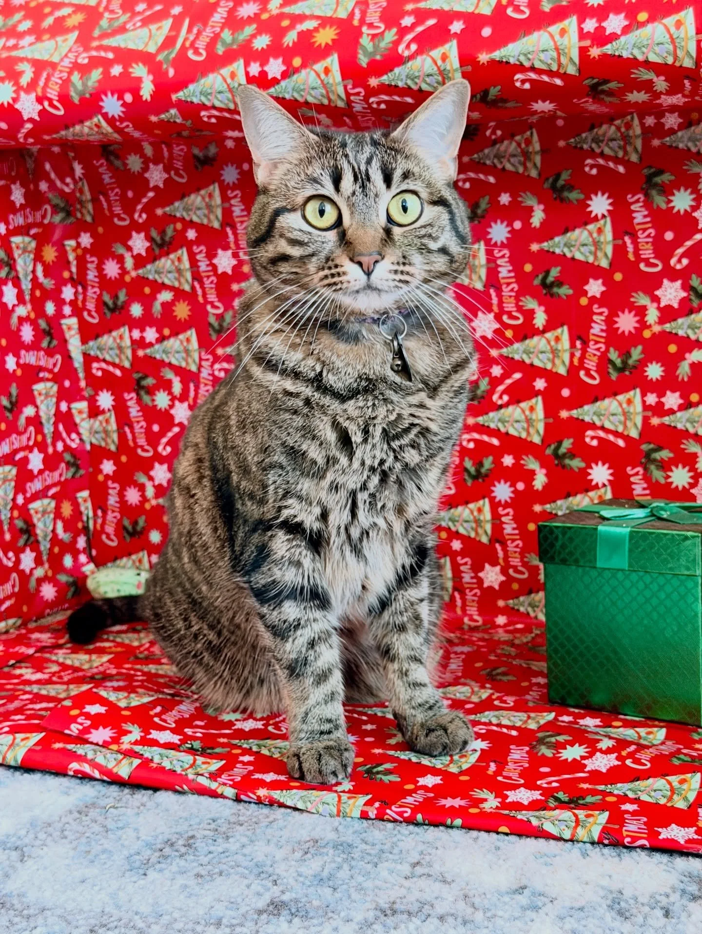 Merry Christmas from the kiddos. KitKat was the only forced participant. Swipe to see two beautiful fosters at the end - Daisy and Lola who need to find their furever home still and are available for adoption