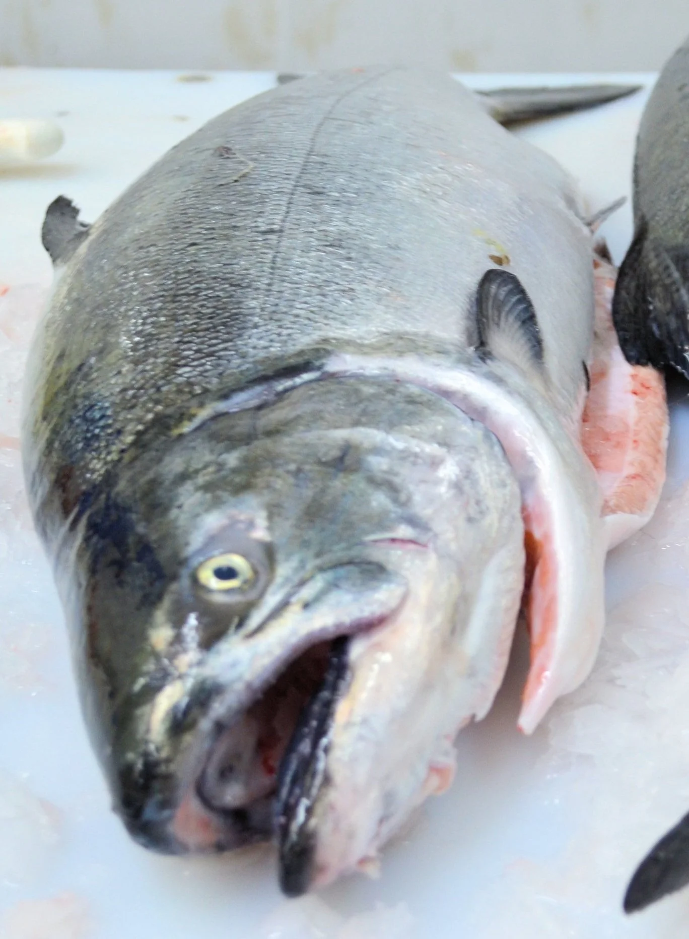 Fresh Whole King Salmon (Preorder Deposit)