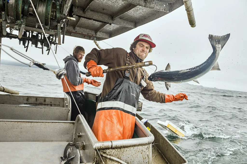 Wild Salmon Harvest In Action: Photo Courtesy Of Alaska Seafood