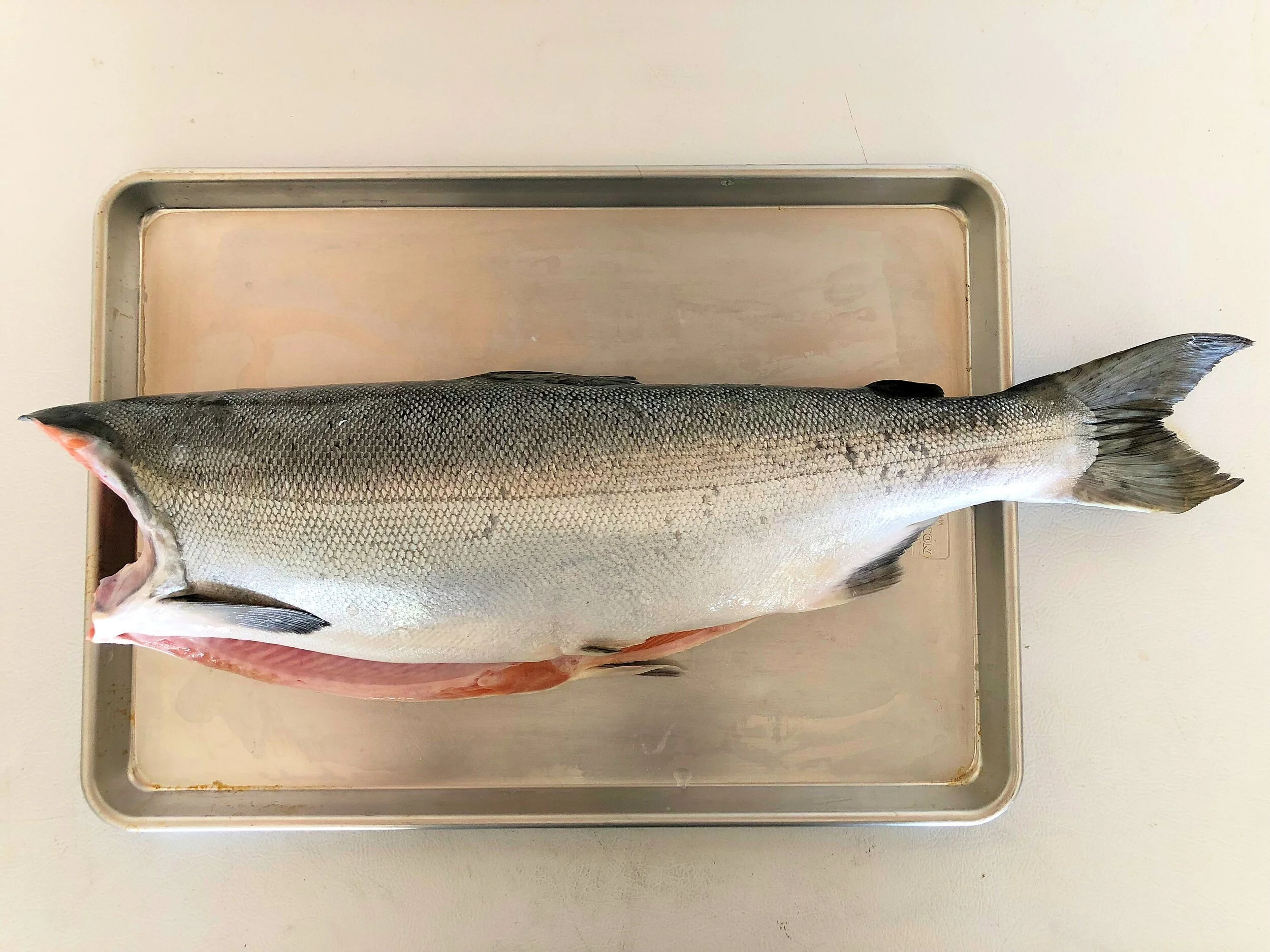 Fresh Coho 5.jpg