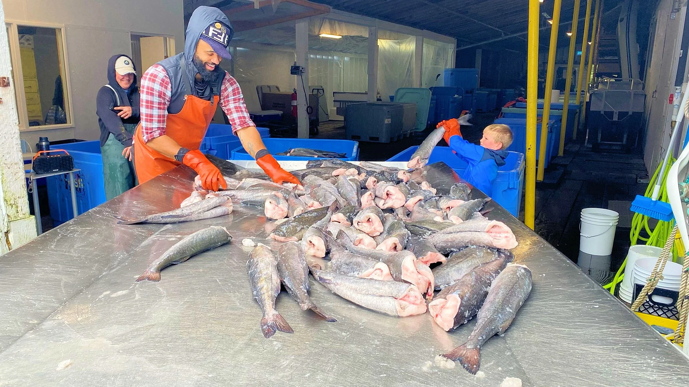 Black Cod Sorting.jpg