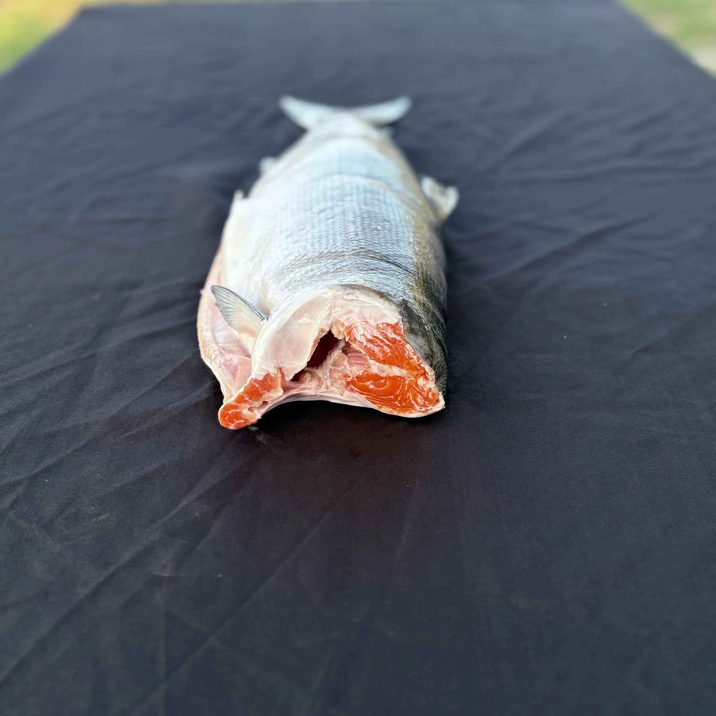 CRS_IMG_0494.jpg