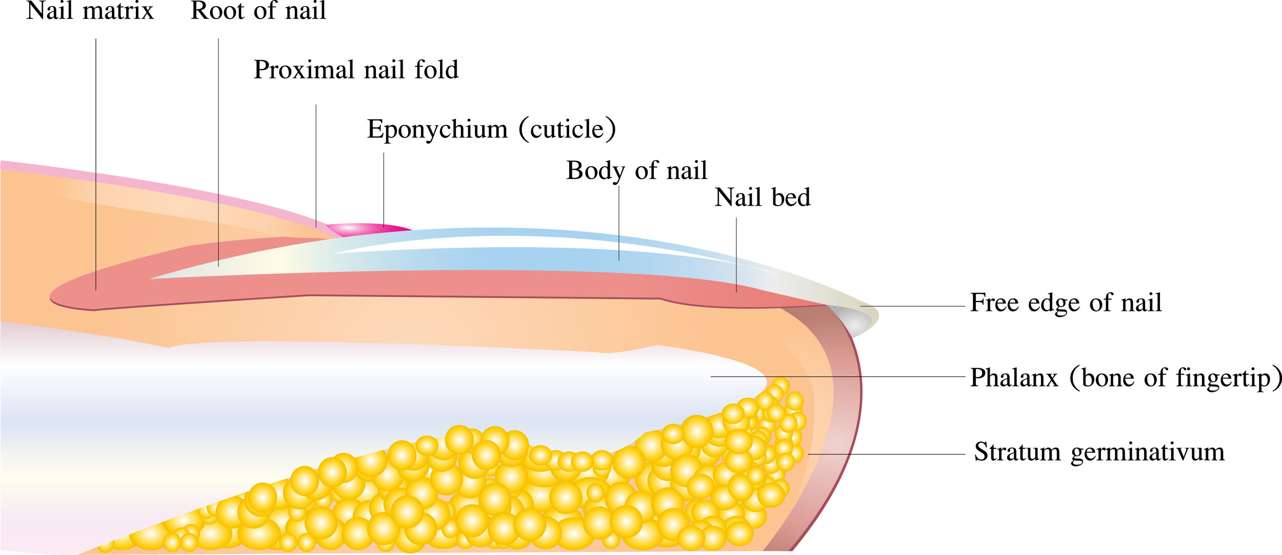 Fingernails — Advanced Health & Hand Therapy