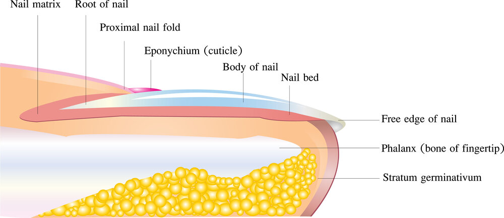 Fingernails — Advanced Health & Hand Therapy