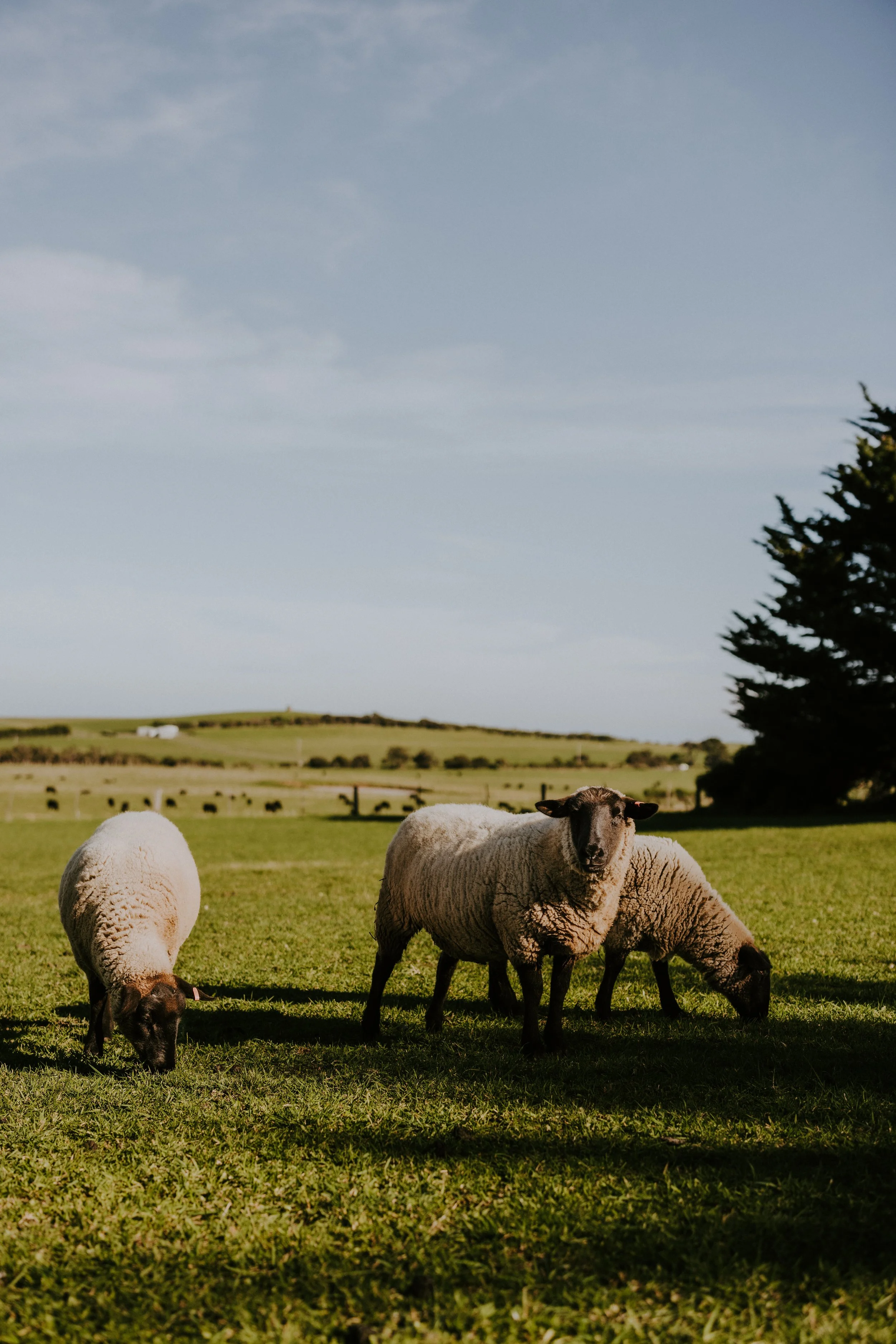 ZOE PHOTOGRAPY STUDIO - PHILLIP ISLAND WINERY-5692.jpg